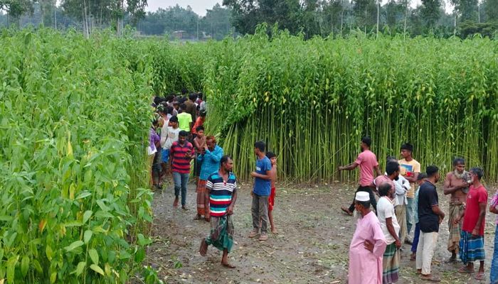 বগুড়ায় পাটক্ষেত থেকে নারীর কঙ্কাল উদ্ধার