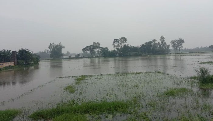সারিয়াকান্দিতে বর্ষার পানিতে তলিয়ে গেছে ১৫ হেক্টর ধানের জমি