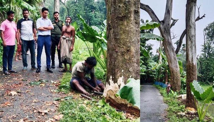দেবহাটায় ঝুঁকিপূর্ণ গাছ অপসারণে ইউএনওর উদ্যোগ