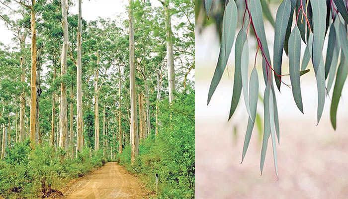 নিষিদ্ধ ইউক্যালিপটাস রোপণ বন্ধ হবে কবে 