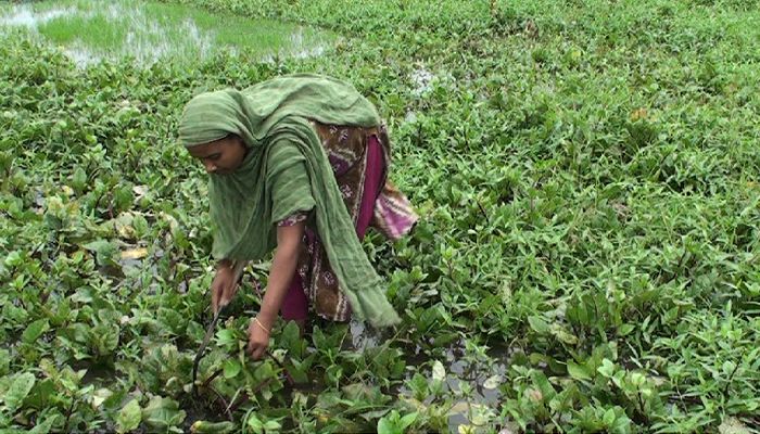 জলাবদ্ধতায় বিপাকে তিন হাজার কৃষক
