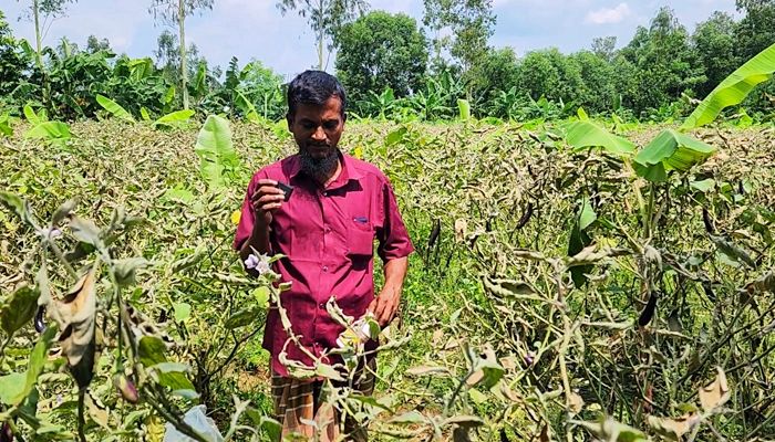 শত্রুতার বিষে পুড়ল কৃষকের লাখ টাকার বেগুন ক্ষেত