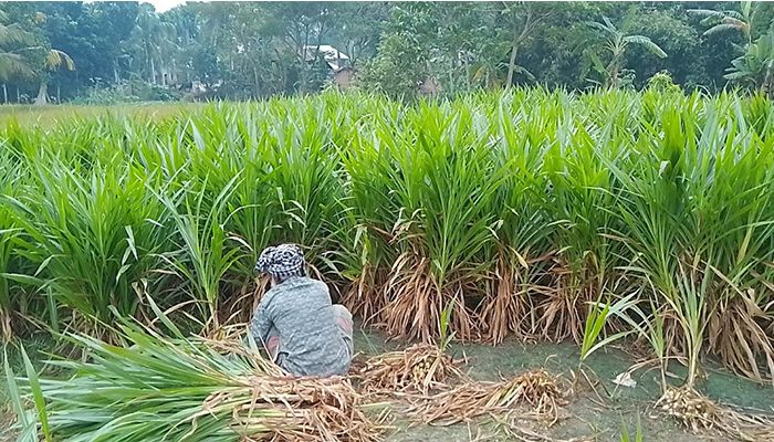 ঘাস চাষে স্বাবলম্বী পারভিন