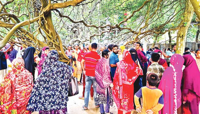 শালবনে গিলা লতার অপরূপ সবুজ সিঁড়ি