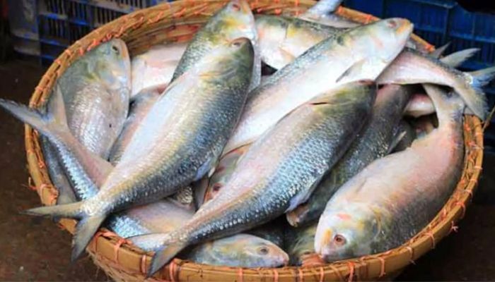 দুই লাখ ১৯ হাজার টাকায় ৮০ পিস ইলিশ