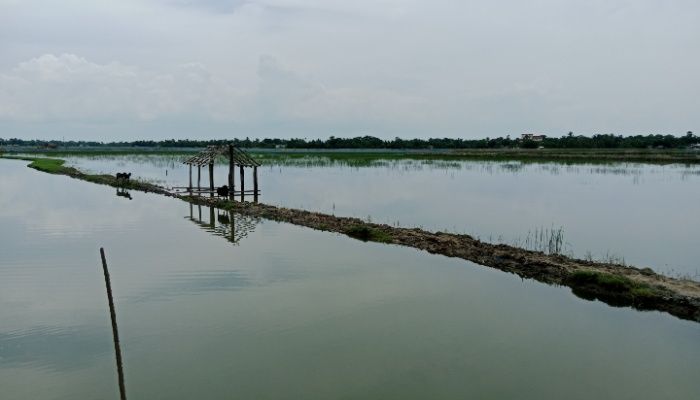 জলাবদ্ধতায় খুলনার আমন আবাদে ব্যাপক ক্ষতি