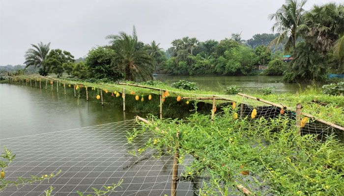 দেবহাটায় মাছের ঘেরে তরমুজ চাষে কৃষকের সাফল্য