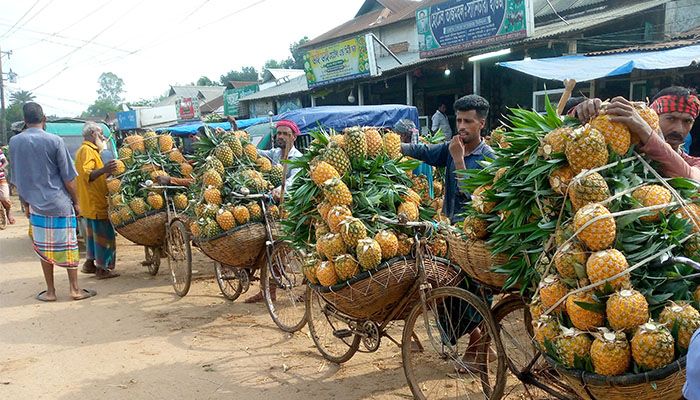  আনারসের রাজ্য মধুপুর