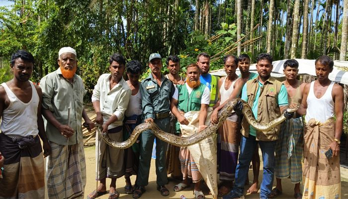  ছাগলের ঘরে ১৪ ফুট লম্বা অজগর সাপ 