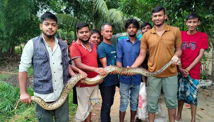 কমলগঞ্জে ধানক্ষেত থেকে অজগর উদ্ধার