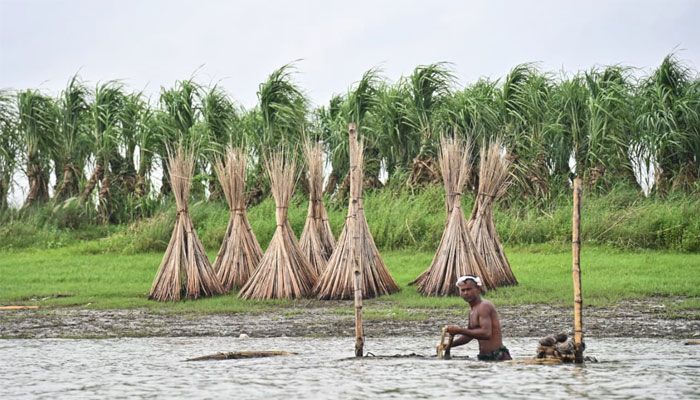 জামালপুরের বাজারে নতুন পাট