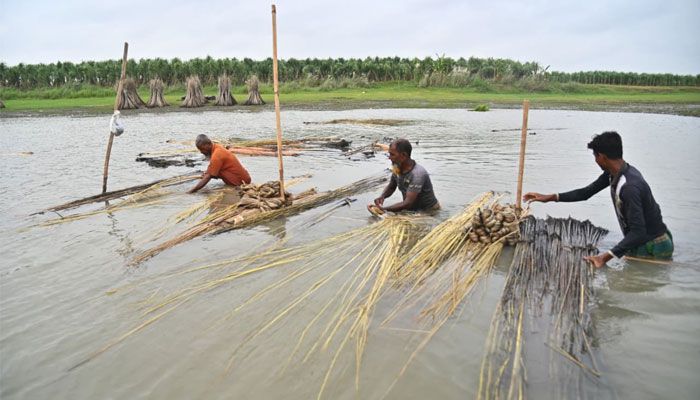 জামালপুরের বাজারে নতুন পাট