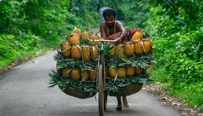 আনারসের রাজধানী