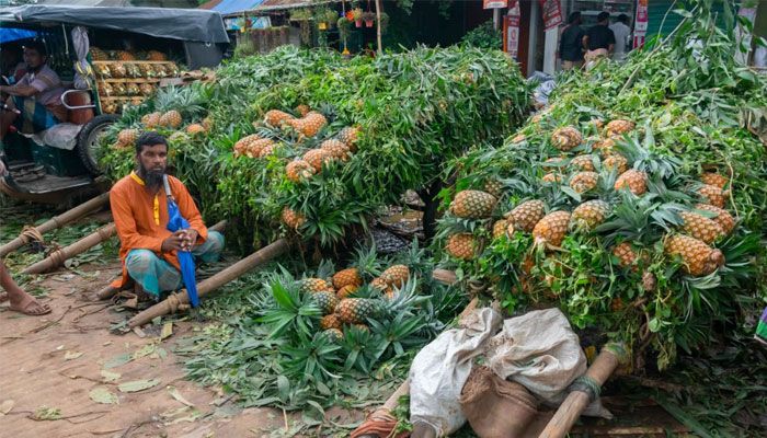 আনারসের রাজধানী