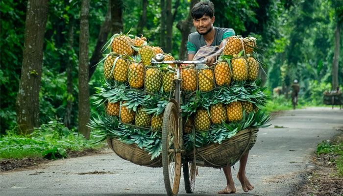 আনারসের রাজধানী