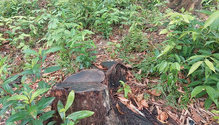 বাঘখালী রেঞ্জের ৩৪০ গাছ উধাও