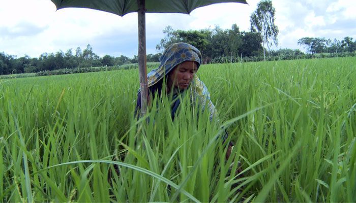 বীজ বপনে নতুন যুগের শুরু