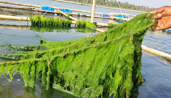 উপকূলে নতুন সম্ভাবনা সমুদ্রের সবুজ সোনা