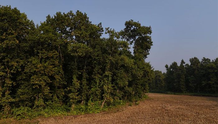 শাল-গজারির অরণ্যে প্রকৃতির অপার লীলাভূমি