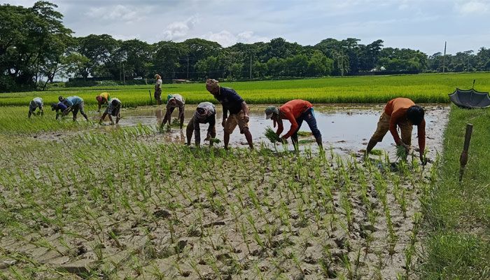 আমন রোপণে ব্যস্ত সময় পার করছেন জগন্নাথপুরের কৃষকরা