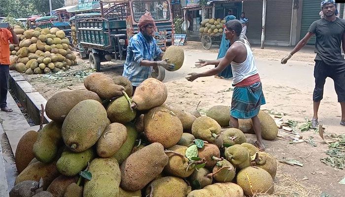 কাঁঠালের মৌসুমে চাঙ্গা অর্থনীতি