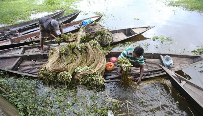 বর্ষার হাটে শাপলা এখন জনপ্রিয় সবজি
