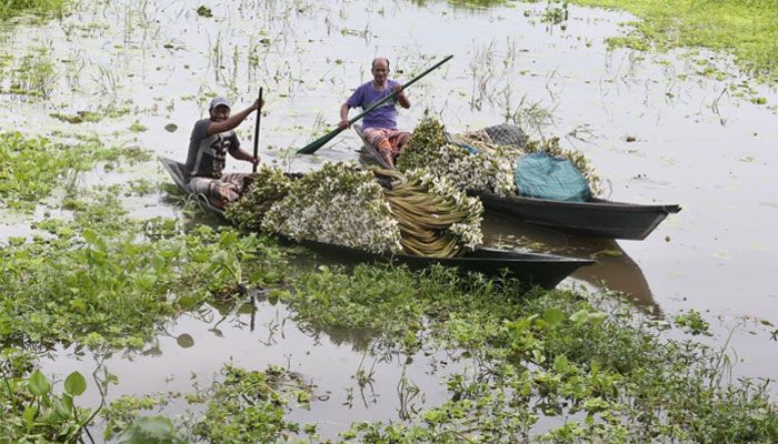 বর্ষার হাটে শাপলা এখন জনপ্রিয় সবজি