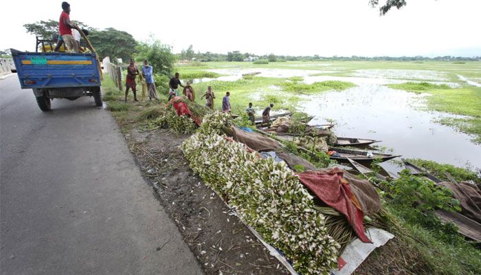 বর্ষার হাটে শাপলা এখন জনপ্রিয় সবজি