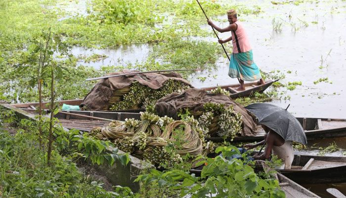 বর্ষার হাটে শাপলা এখন জনপ্রিয় সবজি