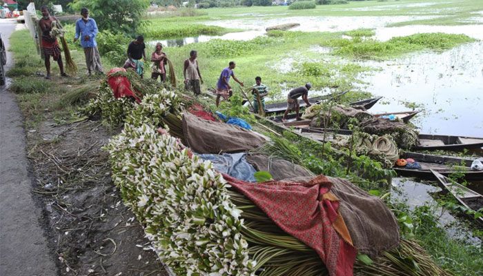 বর্ষার হাটে শাপলা এখন জনপ্রিয় সবজি