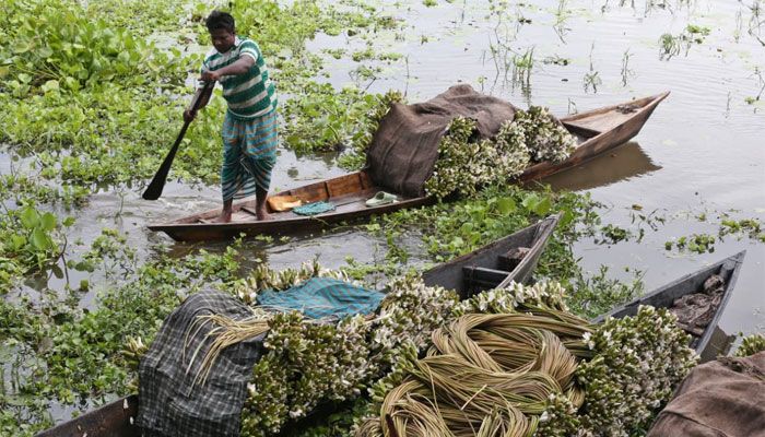 বর্ষার হাটে শাপলা এখন জনপ্রিয় সবজি