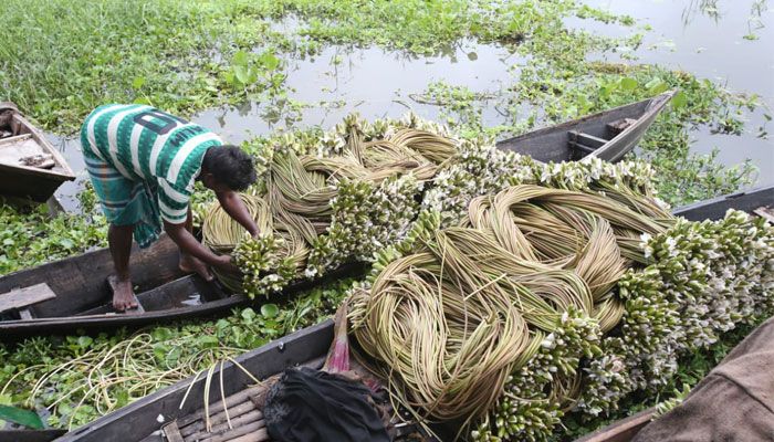 বর্ষার হাটে শাপলা এখন জনপ্রিয় সবজি