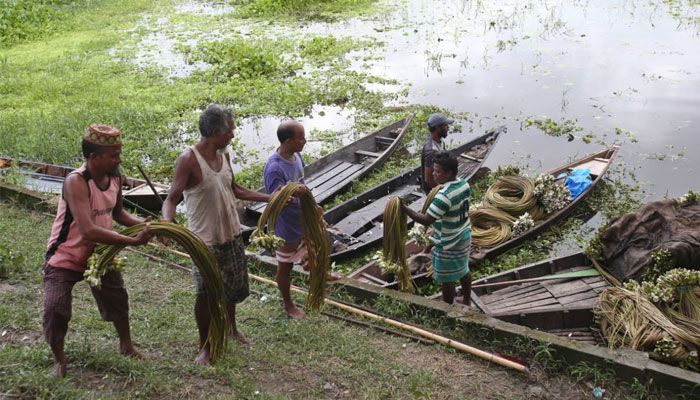 বর্ষার হাটে শাপলা এখন জনপ্রিয় সবজি