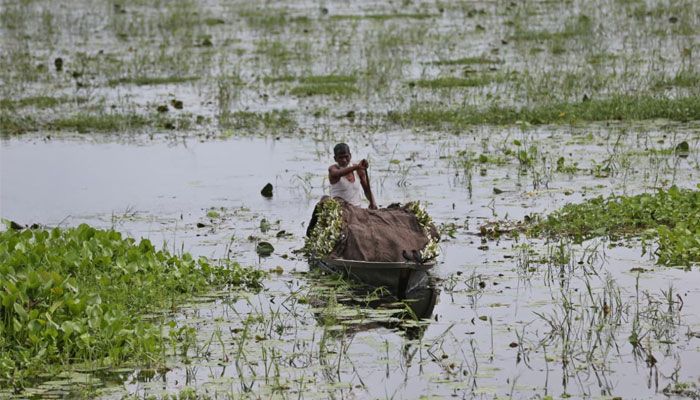 বর্ষার হাটে শাপলা এখন জনপ্রিয় সবজি