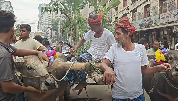 বিএনপির বিজয় র‌্যালিতে কৃষকদলের মহিষের গাড়ি