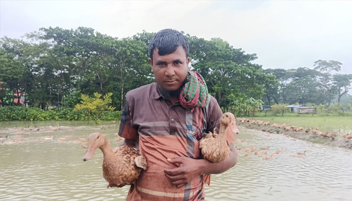 জাকিরের হাঁসের খামারে ‘সোনার ডিম’