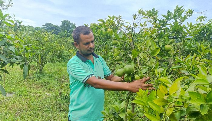 সবুজ পাতার ফাঁকে ডালে ঝুলছে মাল্টা