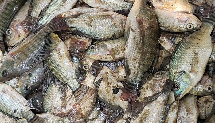 হিলিতে প্রতিপক্ষ বিষে মরল লাখ টাকার মাছ 