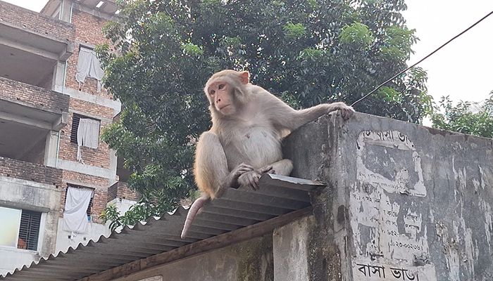 শহরের বাসাবাড়িতে হানা দিচ্ছে ‘বনের বানর’, অতিষ্ঠ এলাকাবাসী