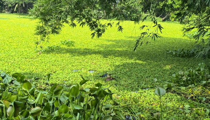 নবীনগরে রহস্যময় ডোবায় মিলল কলেজছাত্রীর মরদেহ