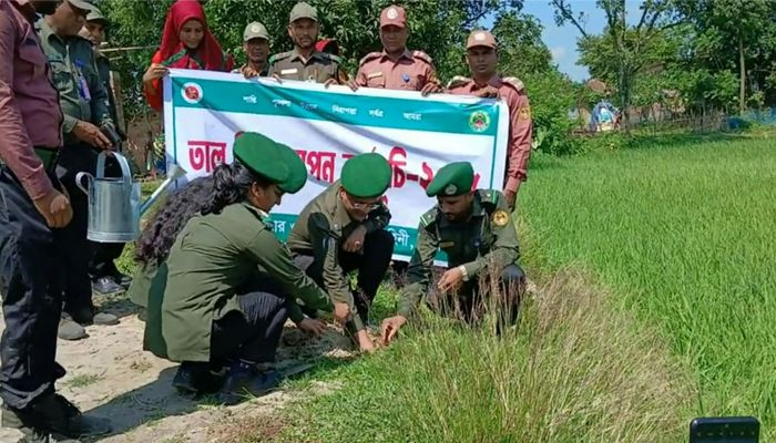 নবাবগঞ্জে আনসারের উদ্যোগে তালবীজ রোপণ শুরু
