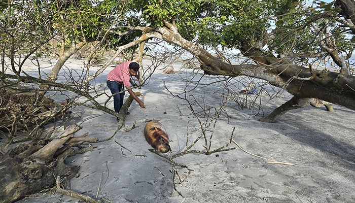 কুয়াকাটা সৈকতে ভেসে এলো মৃত ডলফিন