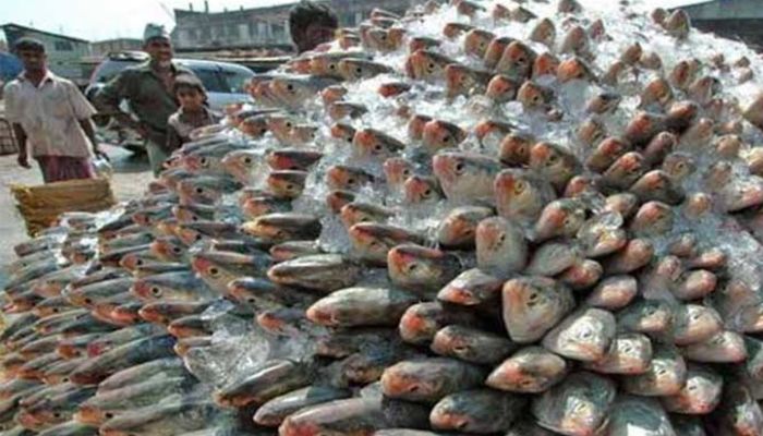 সীমান্তের ১৬ পয়েন্টে ইলিশ পাচার হচ্ছে ভারতে