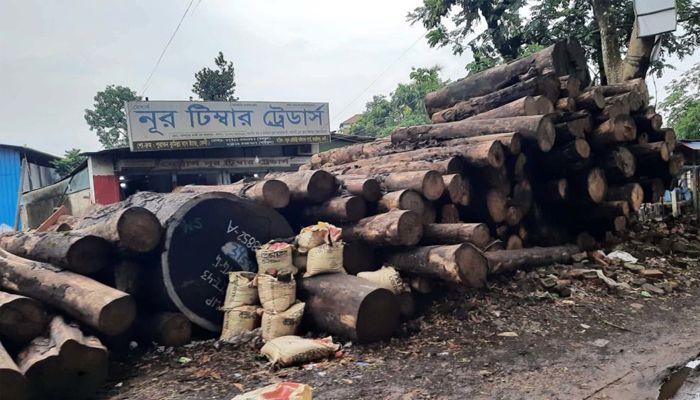 ফুলগাজীতে আইন উপেক্ষায় চলছে ২৩টি অবৈধ করাতকল