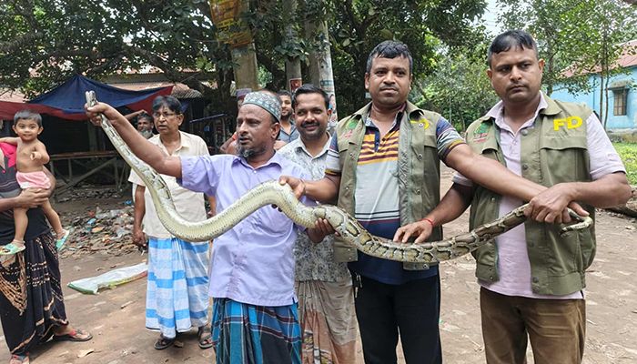 বসতবাড়ি থেকে বিলুপ্ত প্রজাতির অজগর উদ্ধার