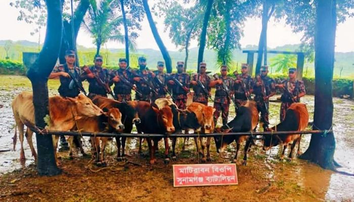 মধ্যনগর সীমান্তে ভারতীয় গরু আটক