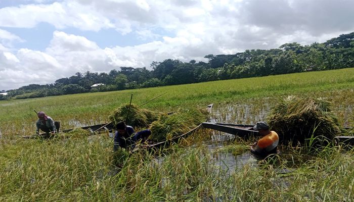 নড়াইলে দু’দশক পর ধানচাষে ফিরল কৃষকের হাসি