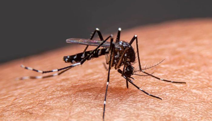 বরিশালে ডেঙ্গু আক্রান্ত হয়ে তিনজনের মৃত্যু