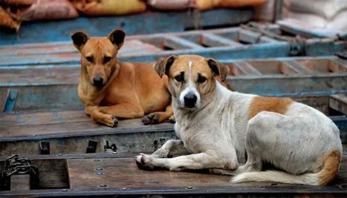 দেশে জলাতঙ্ক রোগীর সংখ্যা কমছে
