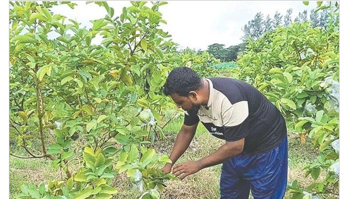 ফেনীতে পতিত জমিতে বাড়ছে পেয়ারা চাষ